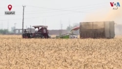 پاکستان: گندم کی ریکارڈ پیداوار کے باوجود کسان کیوں پریشان ہیں؟