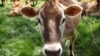 امریکہ کاپہلا پارک جہاں 1830 تک ہر ایک کو گائے چرانے کا حق تھا
