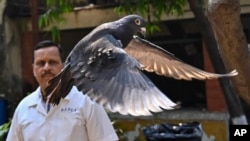 Con chim bồ câu tình nghi là ‘gián điệp’ của Trung Quốc được thả tại một bệnh viện thú y ở Mumbai, Ấn Độ, ngày 30/1/2024, sau khi bị giam 8 tháng.
